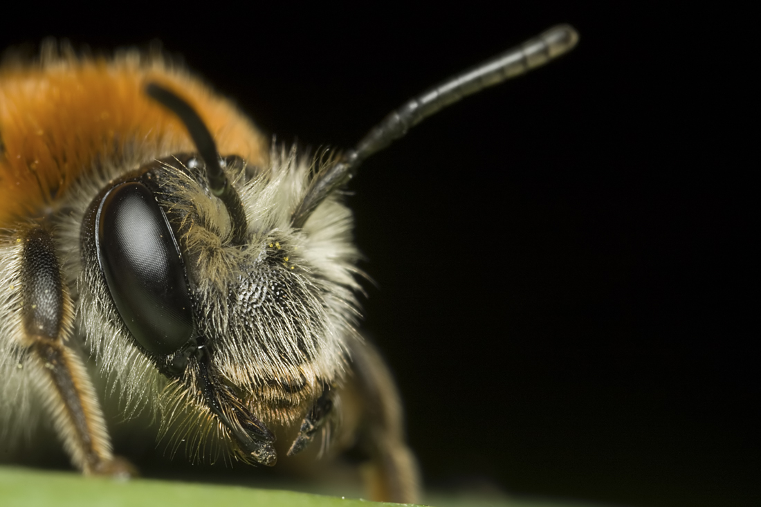 Andrena haemorrhoa